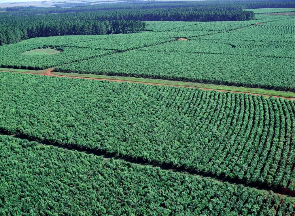 plantacion de yerba mate